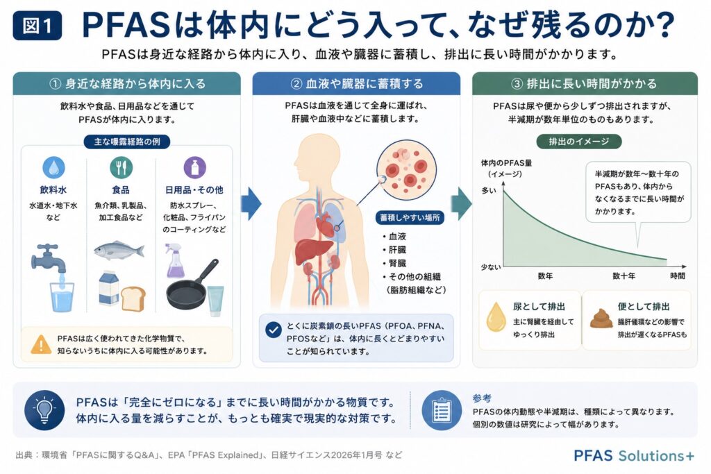 PFASは体内にどう入って、なぜ残るのか