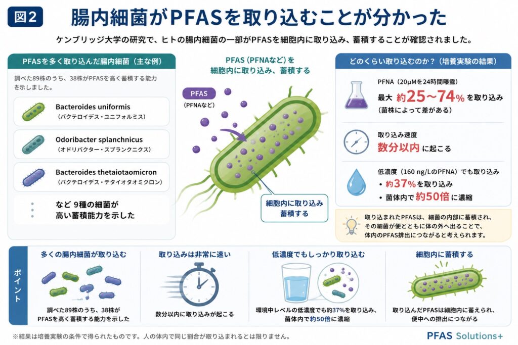 腸内細菌がPFASを取り込む 高蓄積菌の例 PFNAを最大74%取り込み 数分以内に取り込み 低濃度でも濃縮