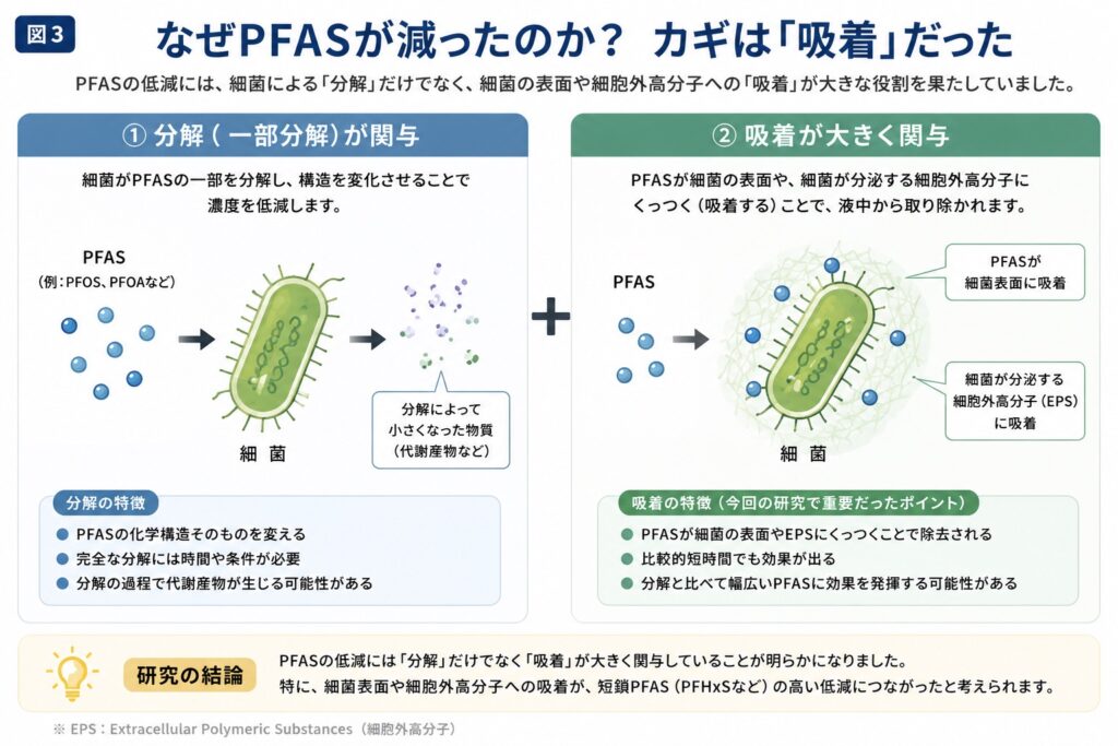 なぜ減ったのか？「吸着」がカギ 左：分解 右：吸着（細菌表面・細胞外高分子） 今回の研究で一番重要なポイント
