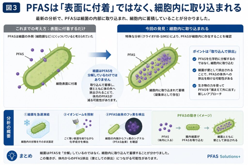 細菌の表面ではなく、内部に取り込む